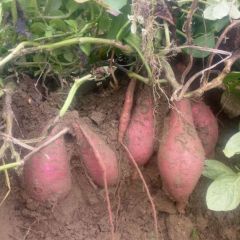 大量批发需要的联系我17688999052