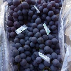 黑提葡萄冷库保鲜大量上市