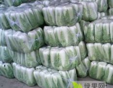 供应大量 冬季 北京新三号 大白菜