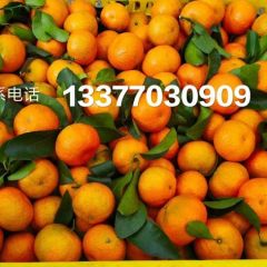 沙糖桔大量上市