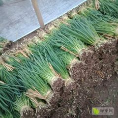 河北省，衡水市，饶阳县优质小香葱