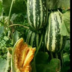 博洋九号，甜瓜降价了