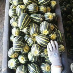 冰糖籽甜瓜大批量掉价了