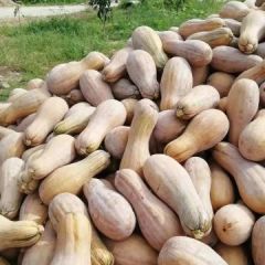 海南南瓜产地直发