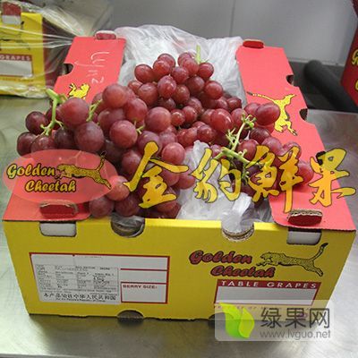 2019年广东白云红提价格