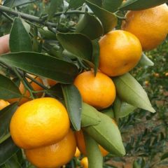 马水桔大量上市价格美丽