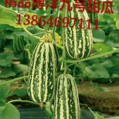 山东博洋九号甜瓜种植基地行情好价格便宜了