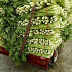 蔬菜质量好 客服至上，质量第一