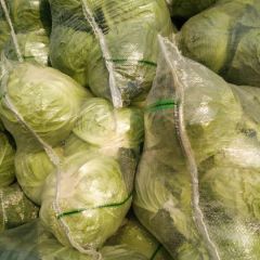 2019西昌甘蓝大量上市