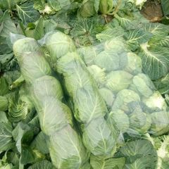 钟祥甘蓝是名优特产,熊桥胡友军诚信合作