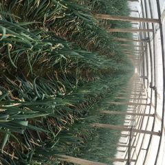 潍坊市铁杆大棚大葱以上市，葱白度高