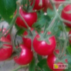 山东济阳县济北瓜菜批发市场诚信合作代收