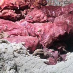 商薯19新品种口感好吃