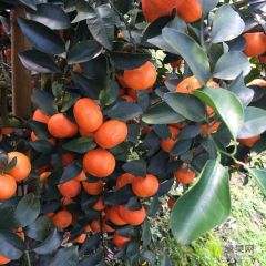 广西北流市大量砂糖桔上市欢迎各地老板前来考察洽谈