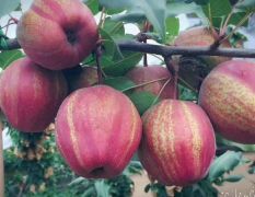 早酥红梨树苗种苗基地，当年栽植当年坐果