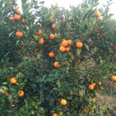 桂林自种蜜香橙销售