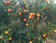 桂林自种蜜香橙销售