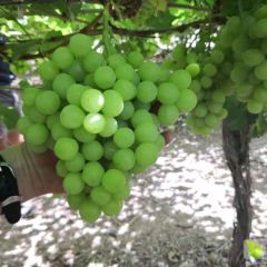 无籽批发：集果轩供应超市、电商、水果批发货源