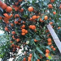 出售沙糖橘，有意者请联系