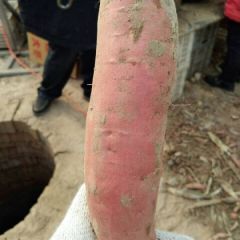 烟薯甜软糯一烤流油，不好包退诚信合作