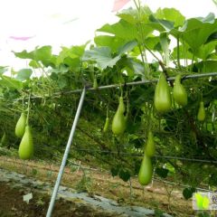 广东和利农种业股份公司新一袋杂交圆瓠、长瓠