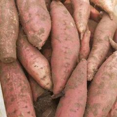 石家庄藁城常年供应龙薯九号红薯