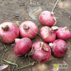 临沂河西洋葱没有烂得