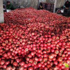 禹城温室硬粉西红柿大量供应