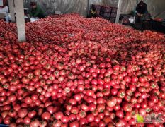 禹城温室硬粉西红柿大量供应
