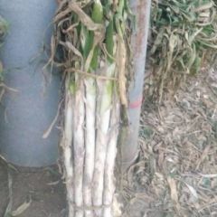 长白大葱大量供应中，干葱