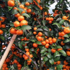 荔浦砂糖橘现已大量上市