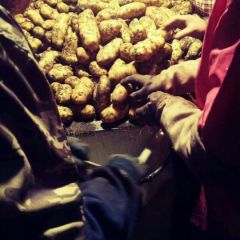 内蒙古牙克石市荷兰15 荷兰系列806