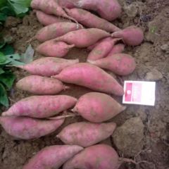 汕尾西瓜红红薯 2两起 总面积有500亩