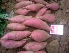 汕尾西瓜红红薯 2两起 总面积有500亩