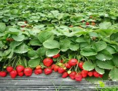 草莓，大量上市，品种多，质量好，特别甜