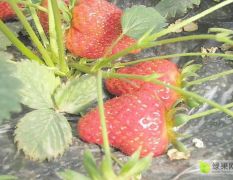 基地直供草莓，价格透明，以质评价
