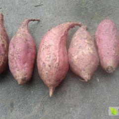烤红薯专用烟蜜薯 烤红薯专用