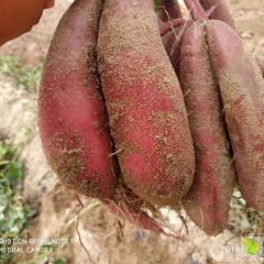 广东惠来西瓜红红薯直供，价格跟行情而定