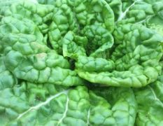 滕州冬季时令蔬菜。乌拉菜