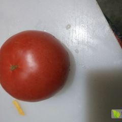 禹城市中办西红柿价格随行就市，质量好。