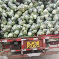 旺旺甘蓝，中甘二十一，大量上市