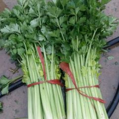 2018中牟芹菜 中牟精品芹菜大量上市