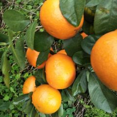 湘江源百亩沃柑种植基地