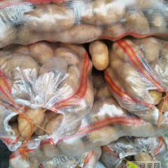 莱芜荷兰十五土豆