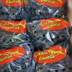 黑加仑批发 Sugrathirteen 无籽黑提