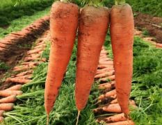自家种植，原生态有机蔬菜， 营养健康美味胡萝卜！