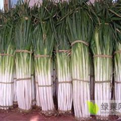 出售长白大葱和铁杆钢葱