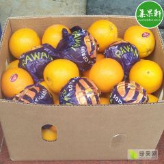 广州集果轩埃及进口橙Valencia脐橙批发