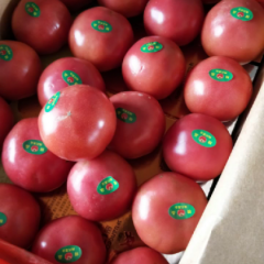 山东临沂市费县费县朝阳合作社