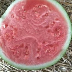 缅甸西瓜，甜王，无籽，大量供应